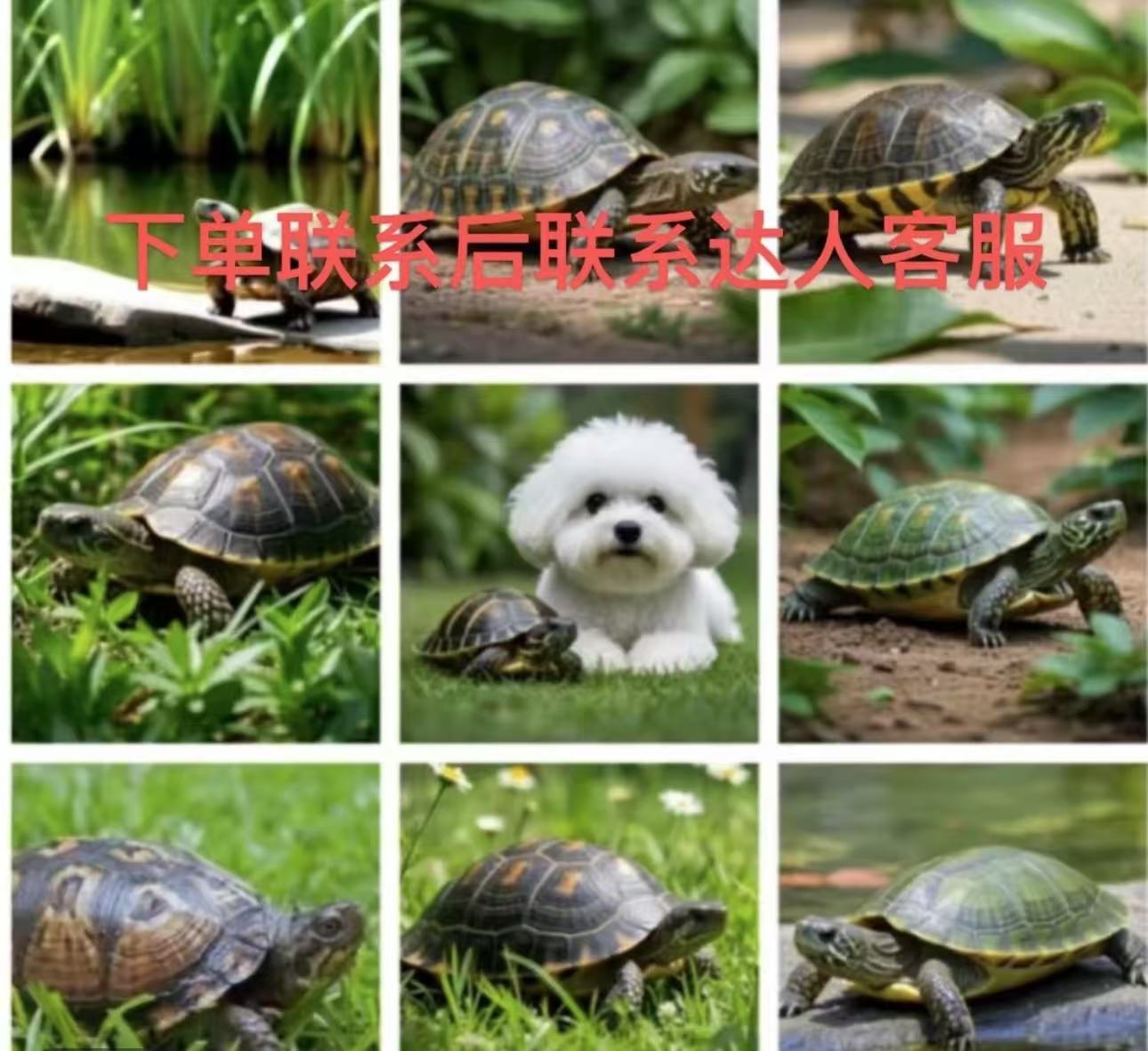 活体宠物通用专拍链接