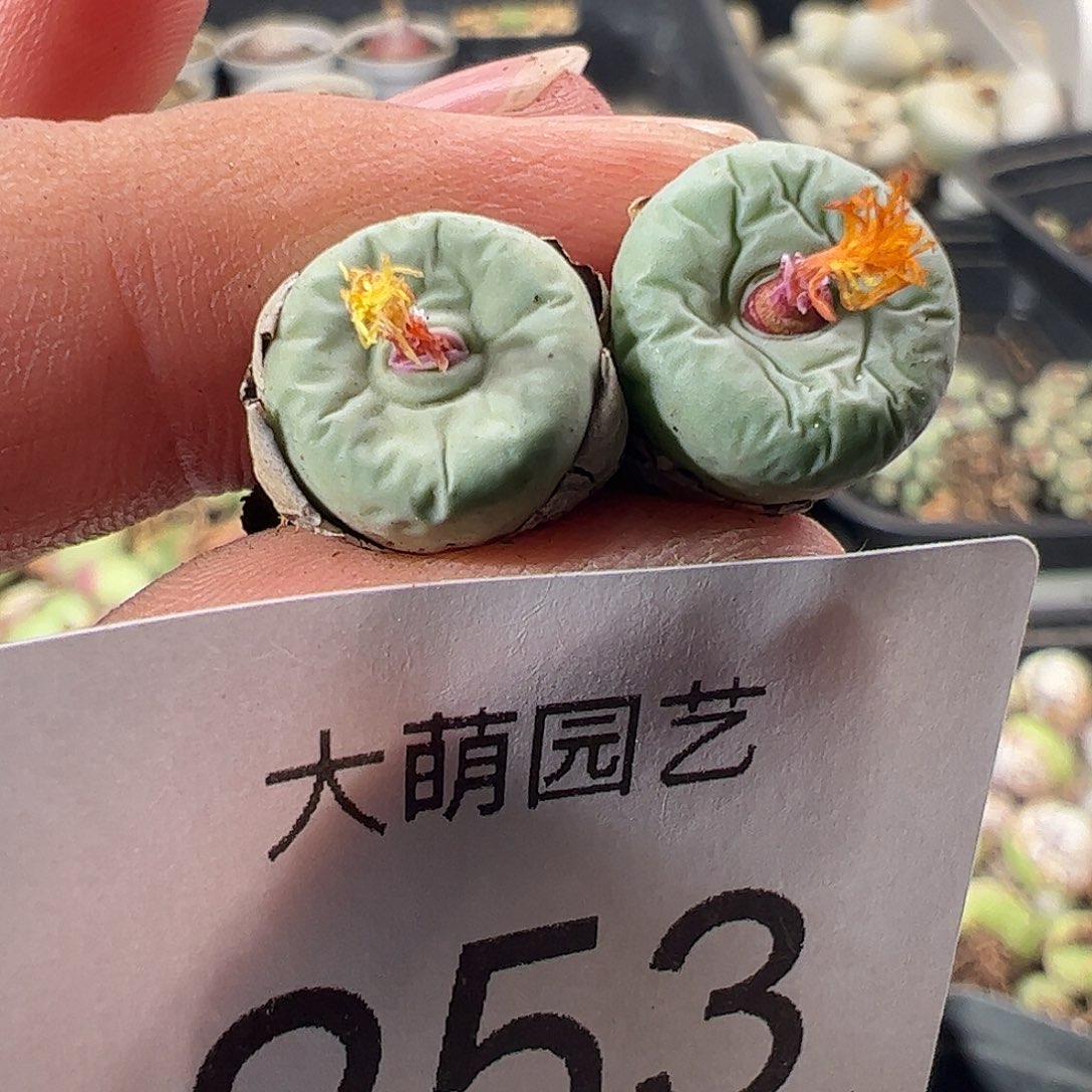 一物一拍。        253