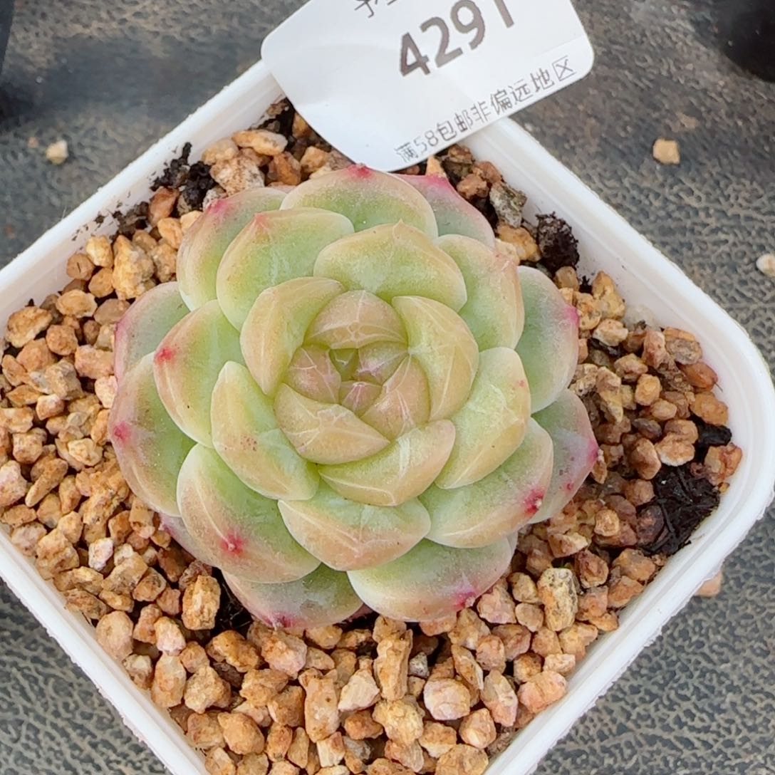 无尽灯，4291多肉植物