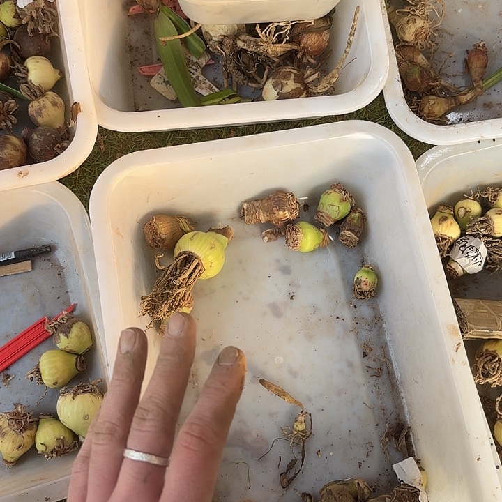 完全开放混乱白色狂辣条定向12棵33元