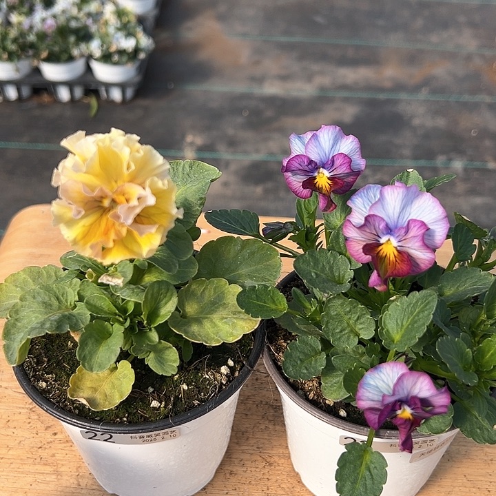 水晶抖音直播闪拍22