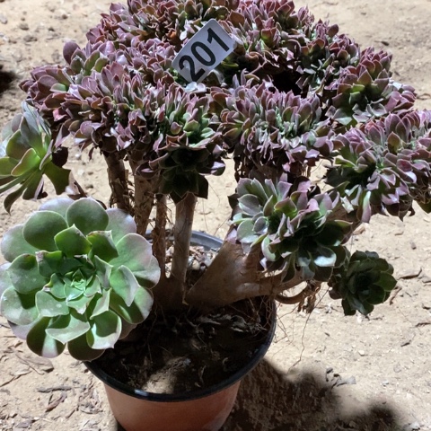 201玫瑰缀化十八包邮偏远勿拍