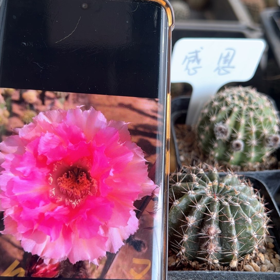 洛桑彩草有根25元