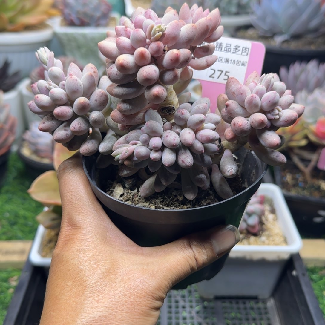 锦安精品多肉植物种植275