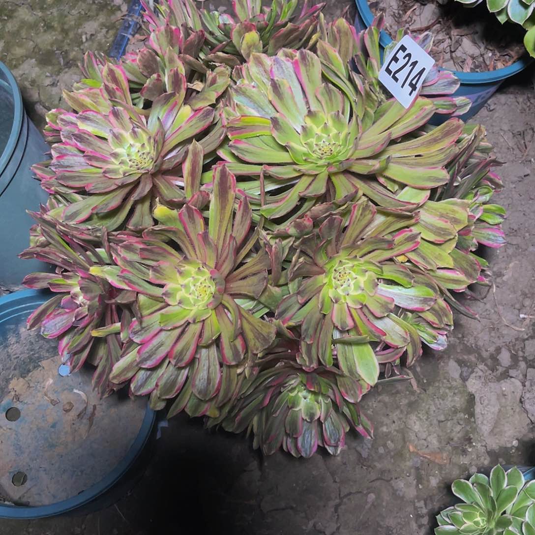 粉黛法师13/-14包邮法师