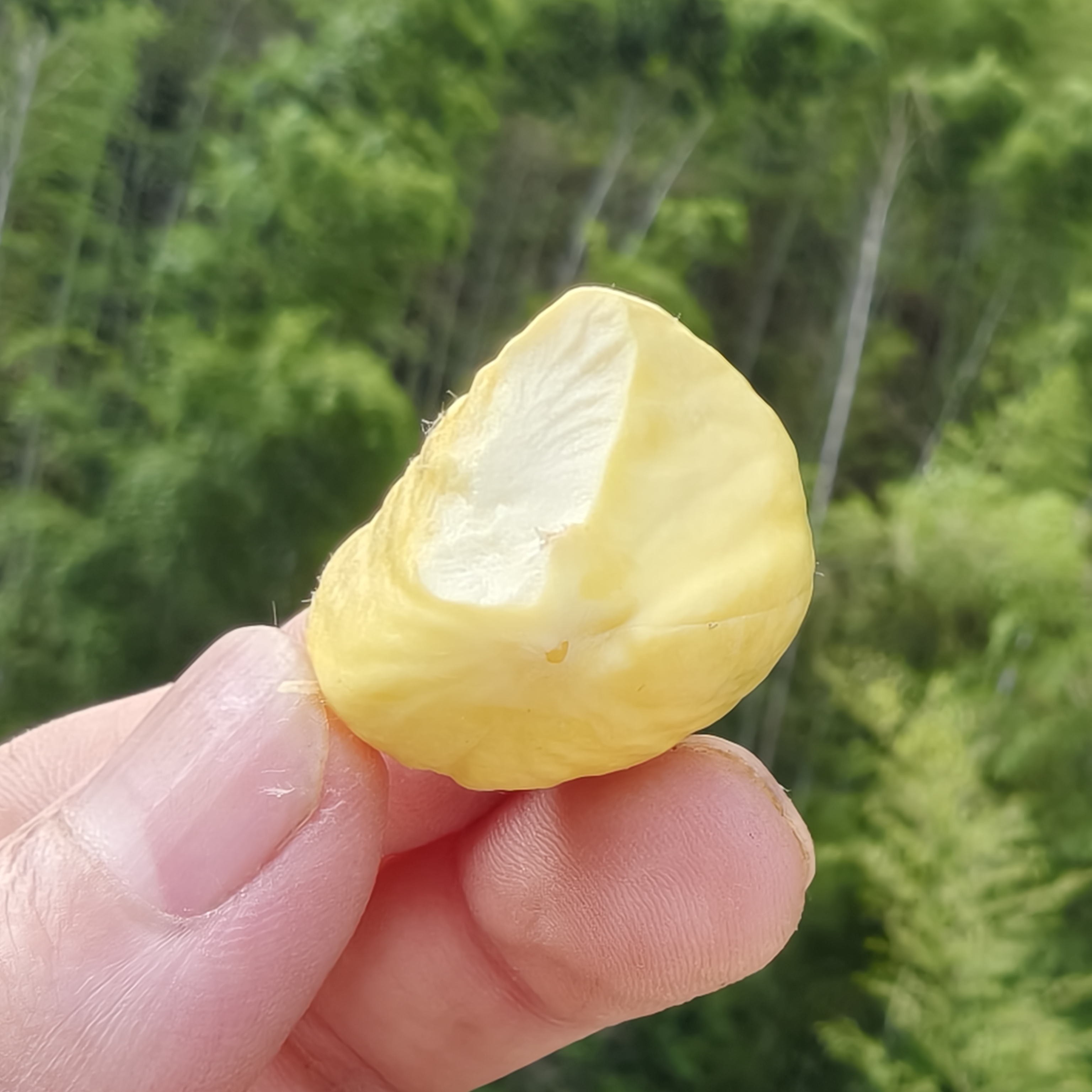 大别山新鲜现摘嫩板栗香甜脆口内皮好剥即食