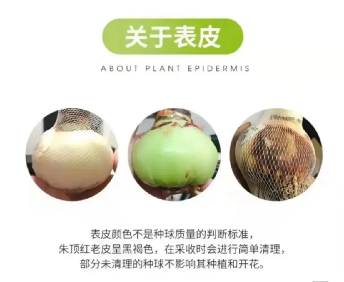 （小花匠花坊）专拍【大红瓶1号】，荷兰进口种球