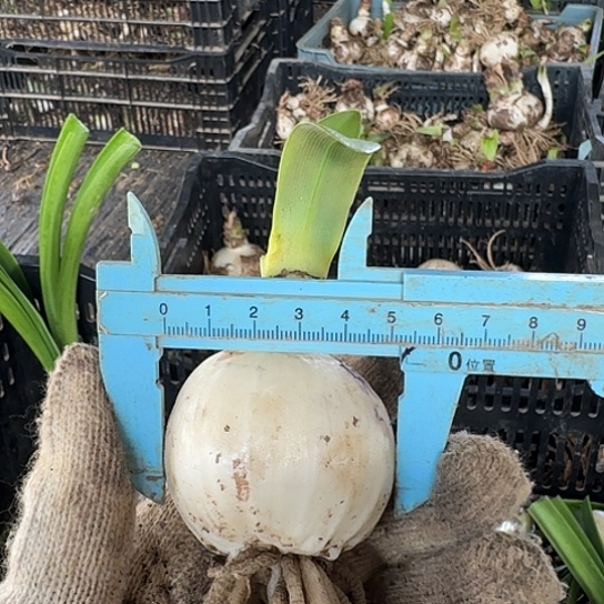 鬼魅开花球5厘米包对版2号