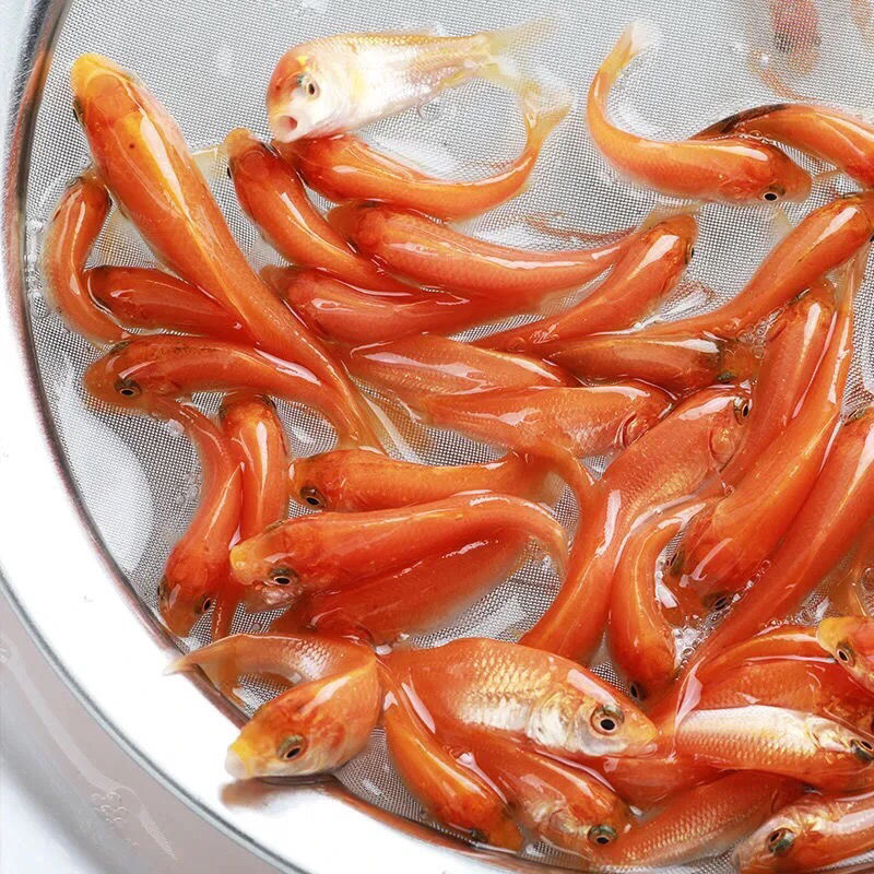 红鲤鱼 淡水活体养殖宠物观赏鱼 