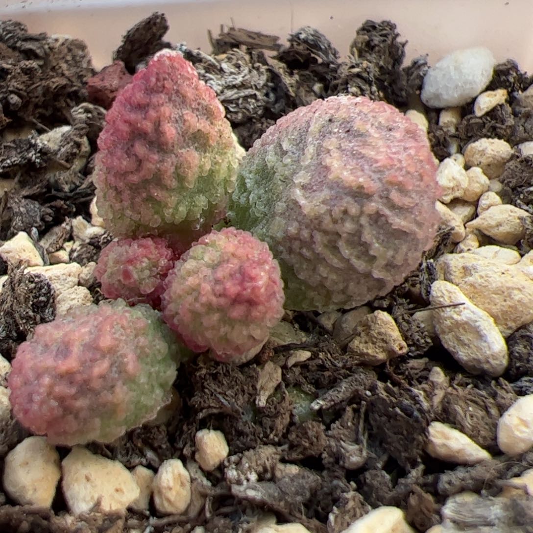 实生新品单头桩多肉植物水泡