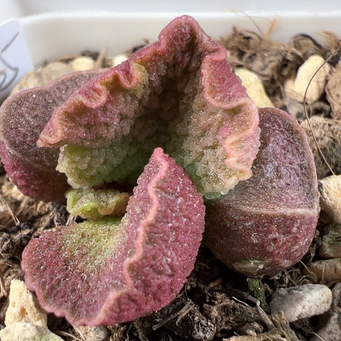 实生新品多肉植物水泡多肉植物