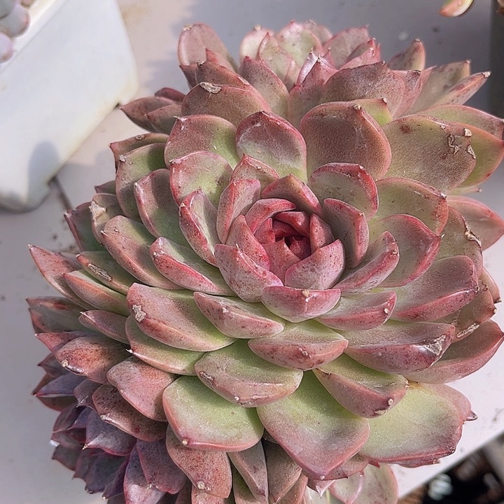 溏心2922多肉植物