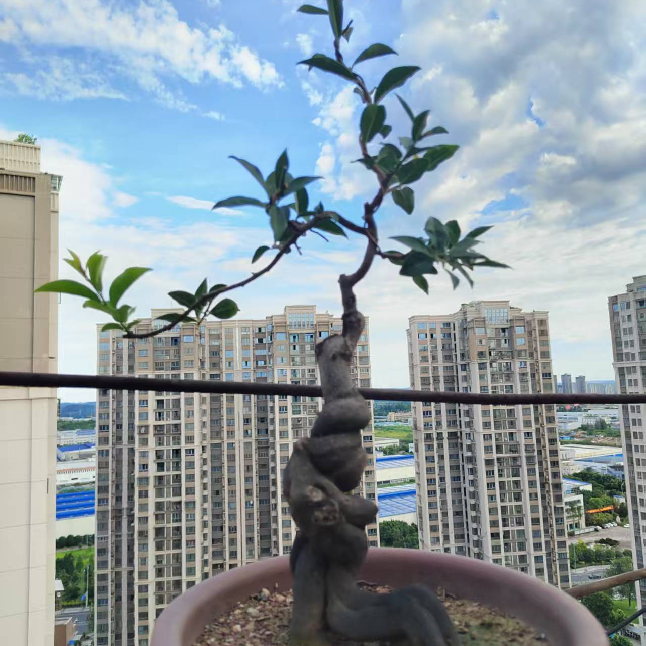 金弹子盆景直播间付款下单