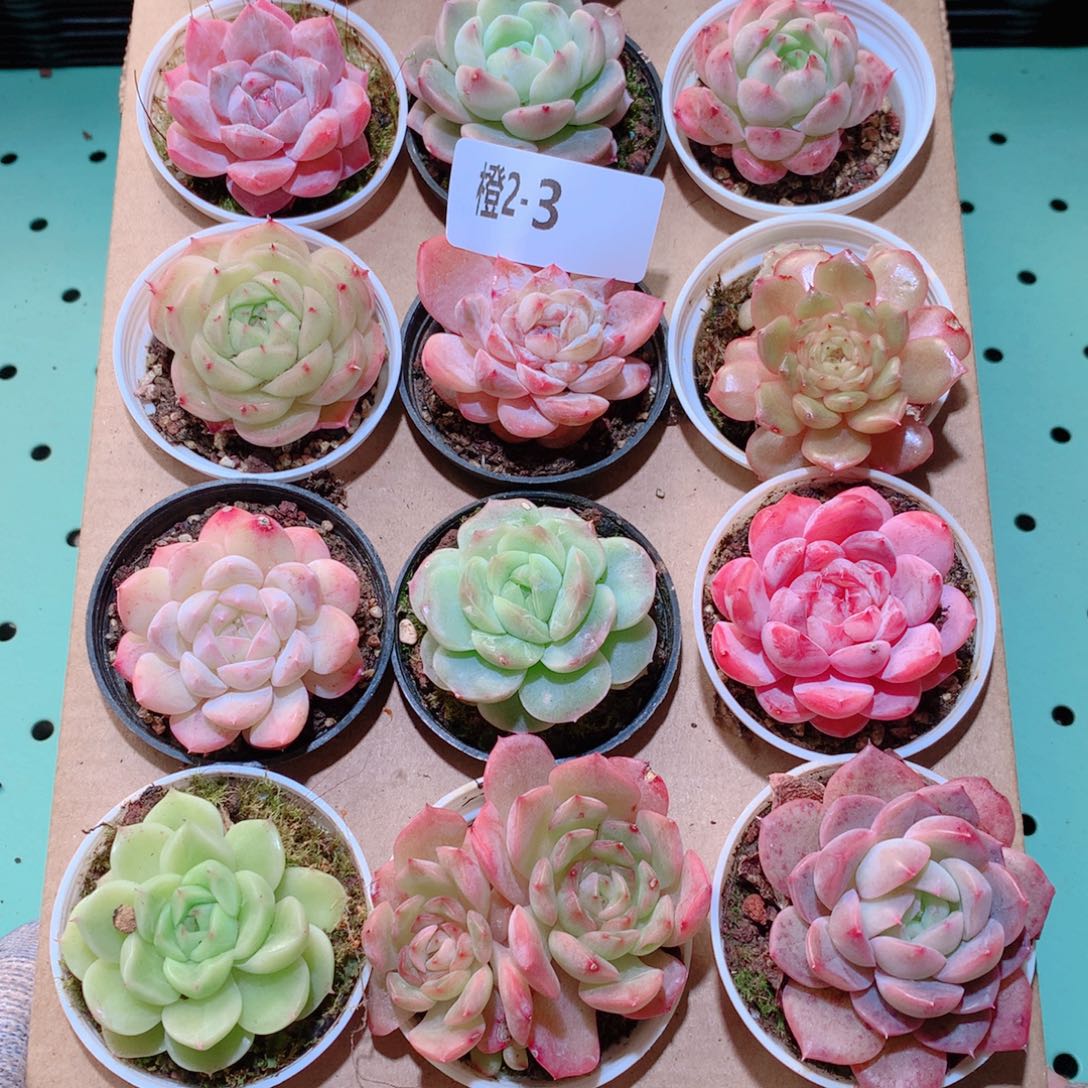 2-3一物一拍多肉带盆18颗