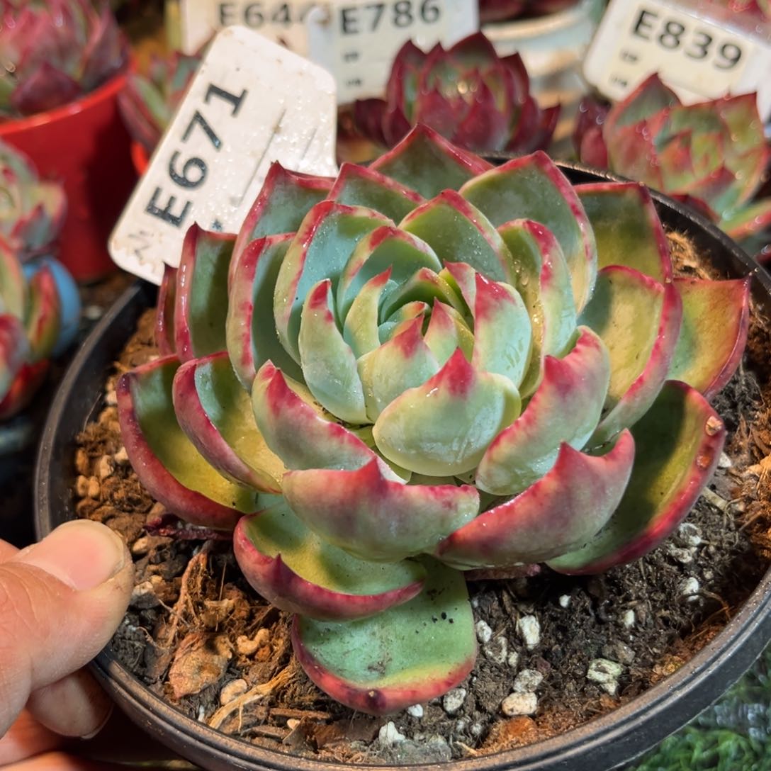 惊鸿一瞥671号多肉