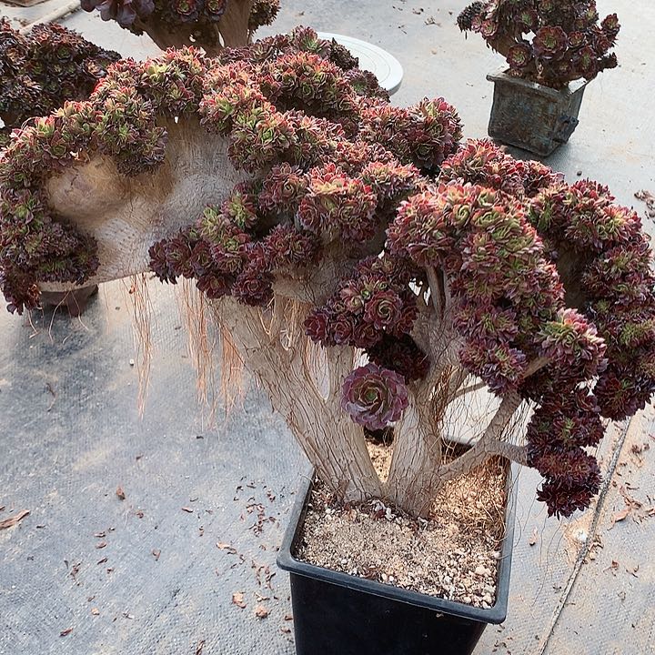 微瑕黑铜壶朵朵脱土发货