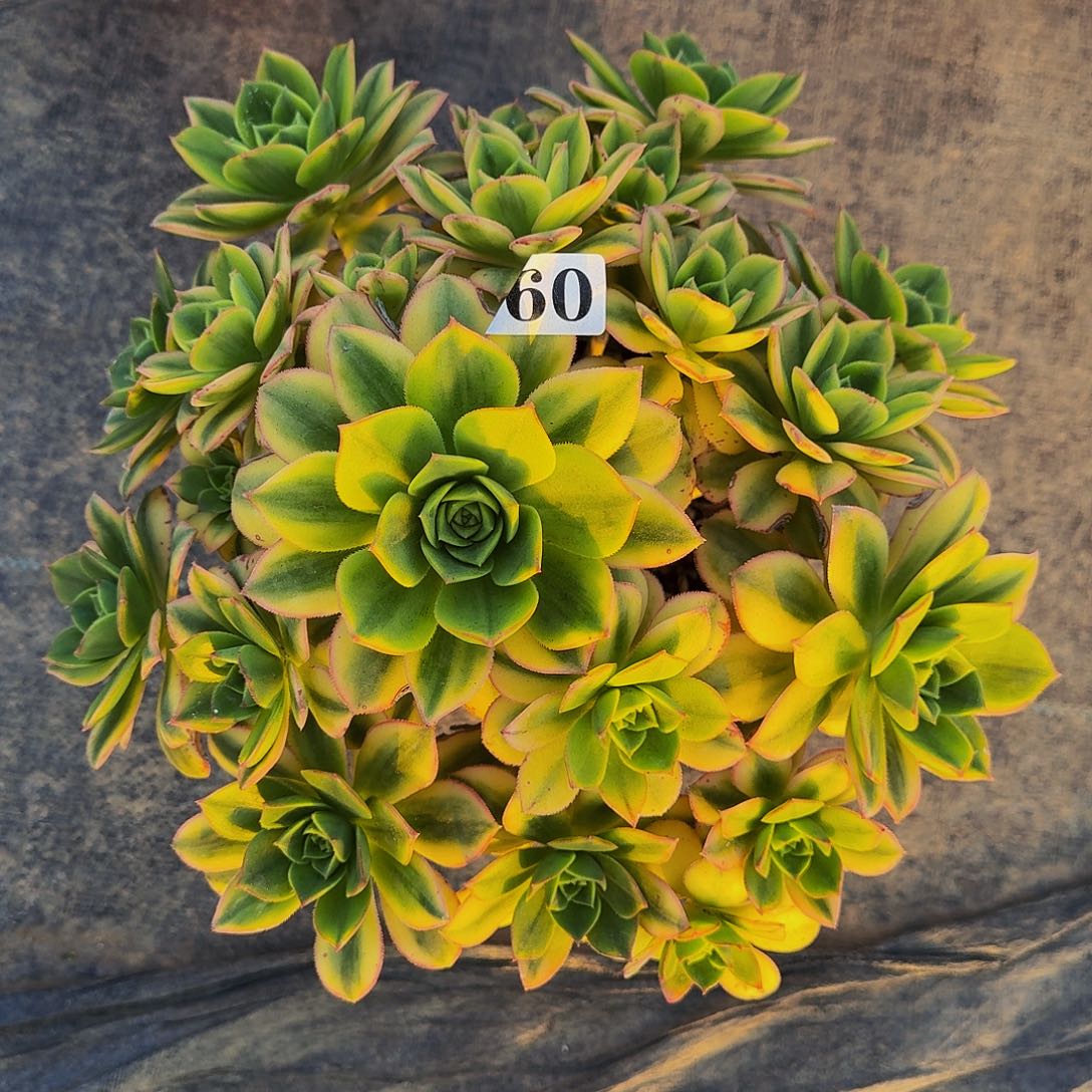 960星爆多肉植物