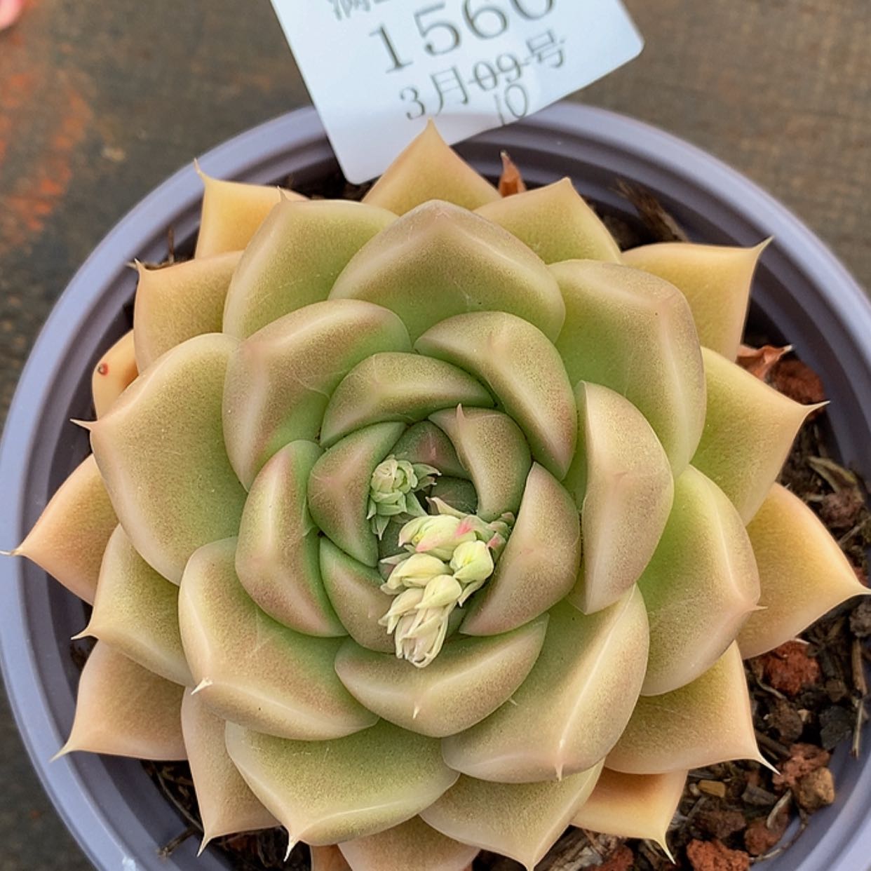 【闪购商品】云1560