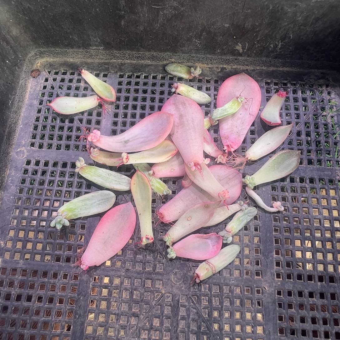 谁***谁多肉植物多肉植物