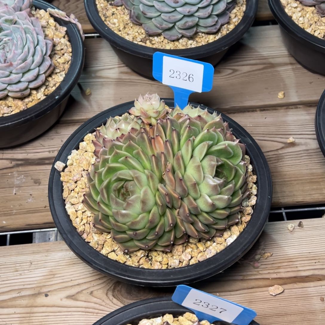 可***头2326多肉多多多多多