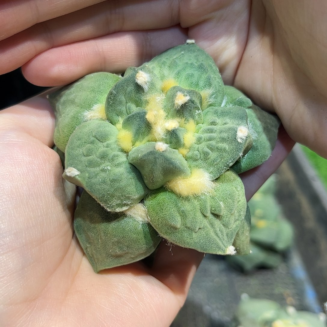 7.5cm自根丸尤怒涛牡丹福利