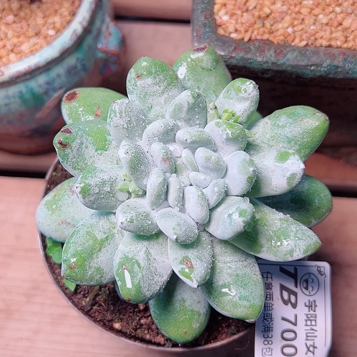 7009赛力纳仙女杯多肉