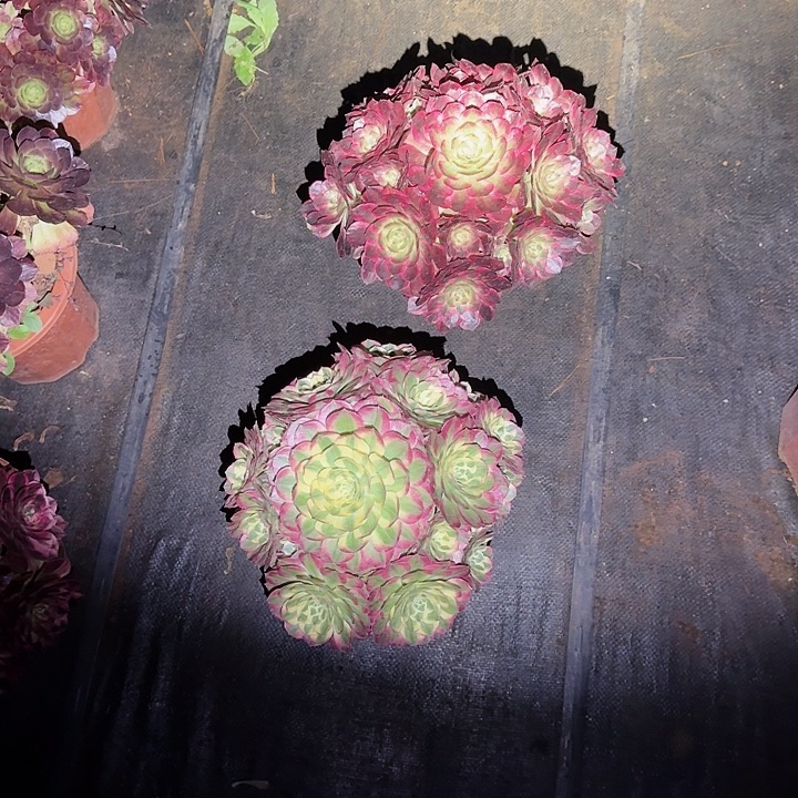 赤子心，玉资变异多肉