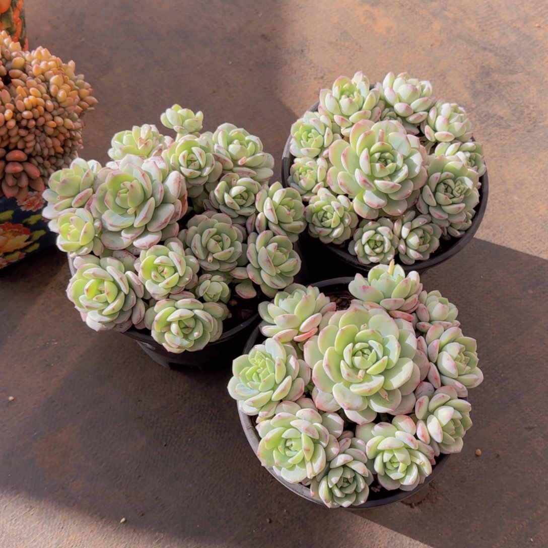 香草福利1111111111