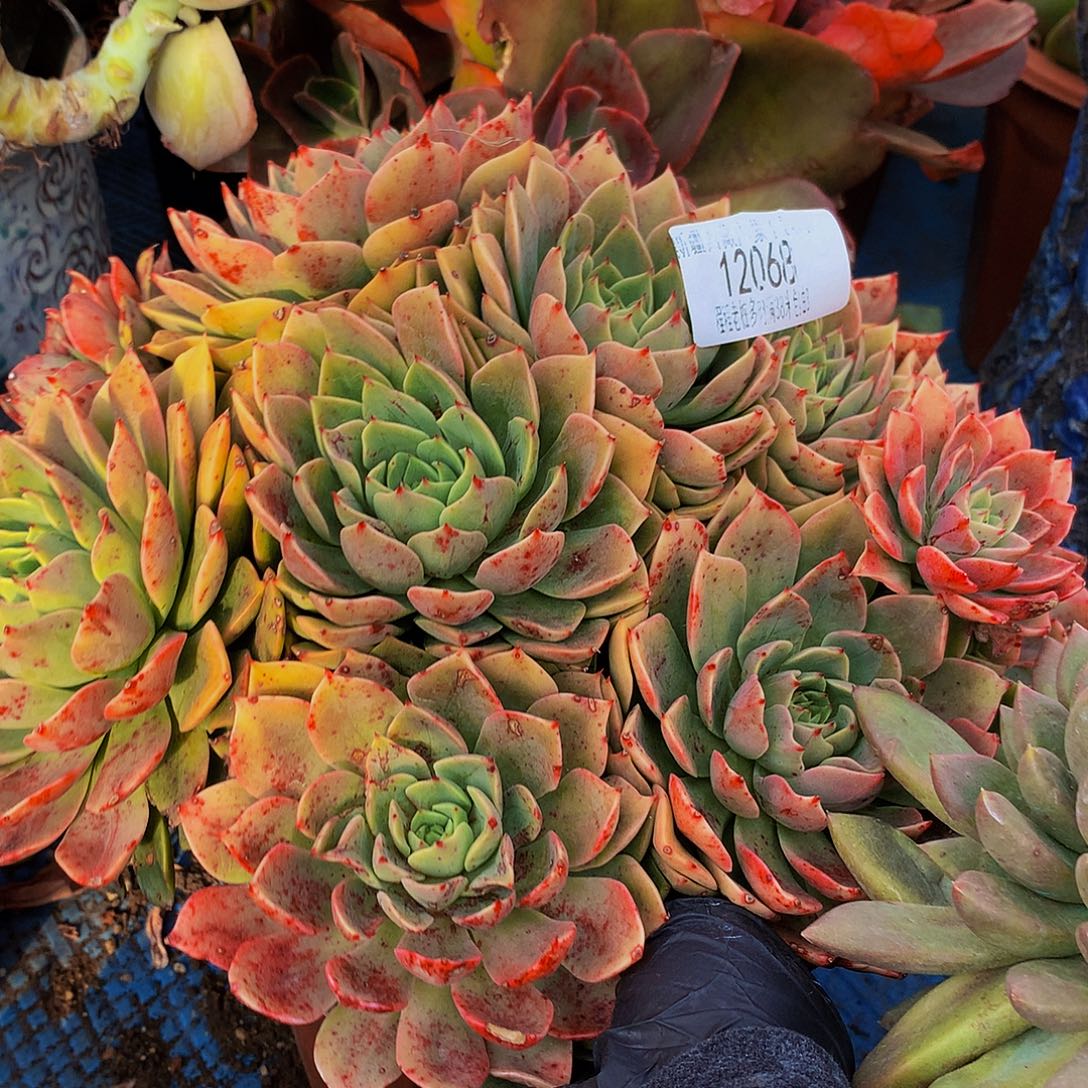 生***朗贝拉多娜12068多肉多肉