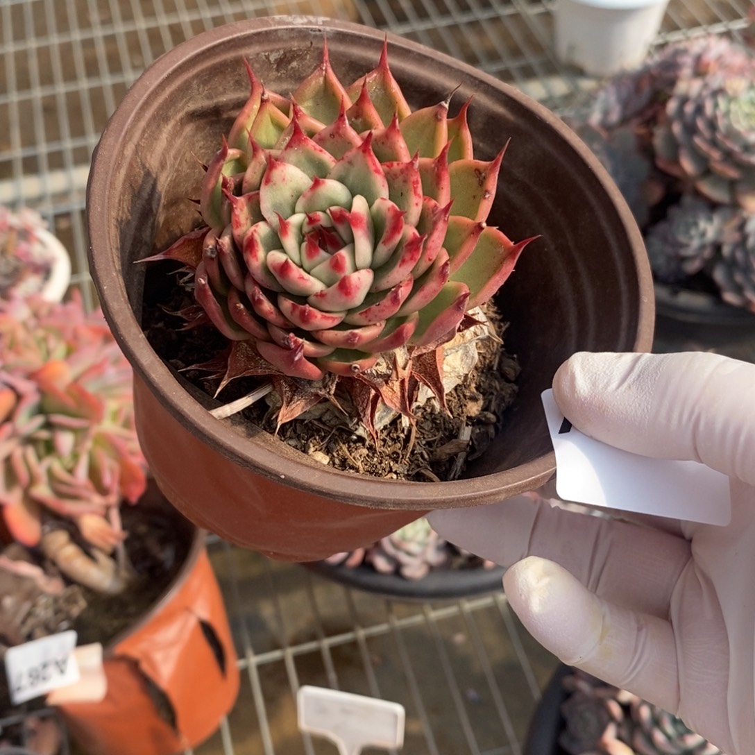 ᨳ***ᐝ744托斯卡内利一物一拍