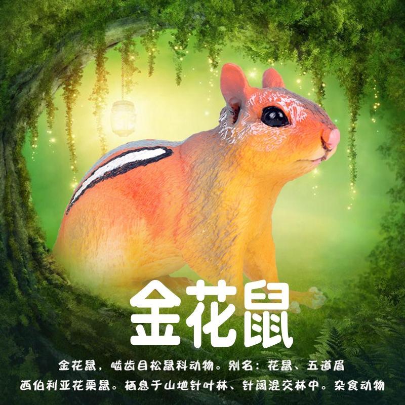 金花鼠（不支持无理由退换货）