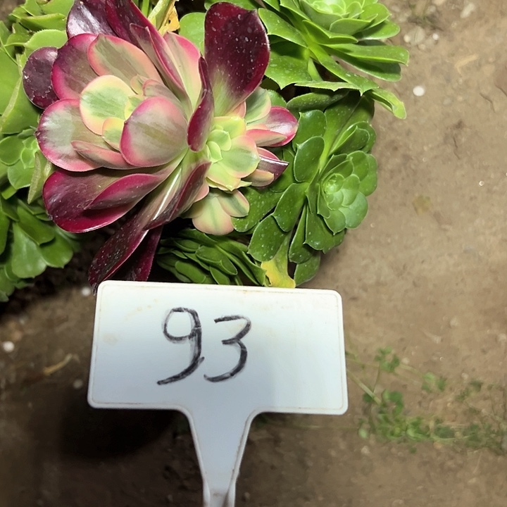 多肉植物绿羊绒法师