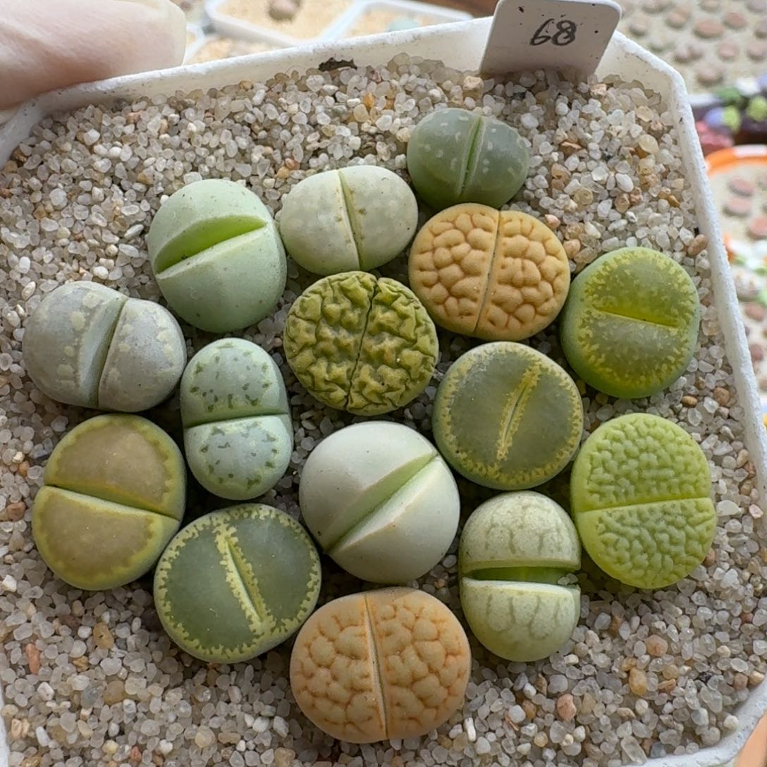 颜***.1224-061生石花花花