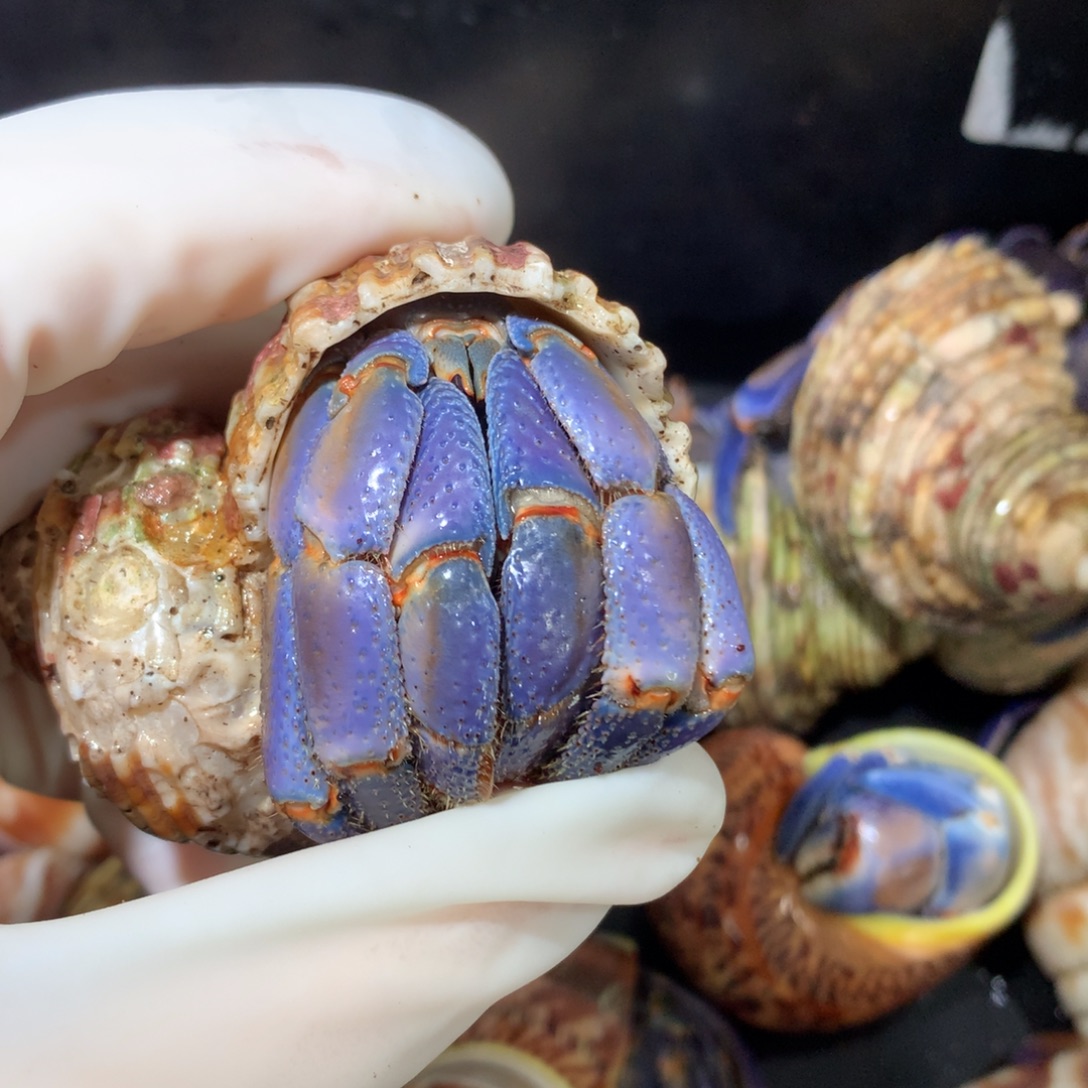 3.3渐变baby蓝不退不换