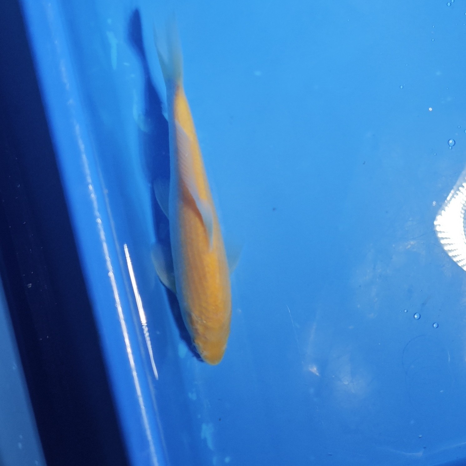 哎呀 专属进口可溯源锦鲤红白昭和大正高端锦鲤鱼