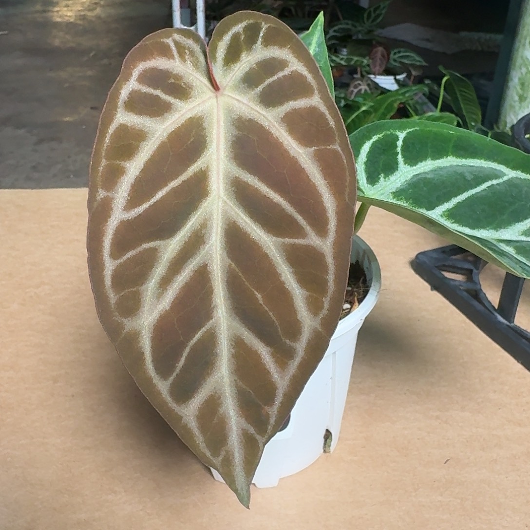 完全开放Z80撕裂纹杂