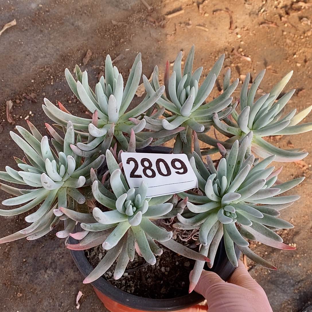 红陶2809小多肉3多肉 