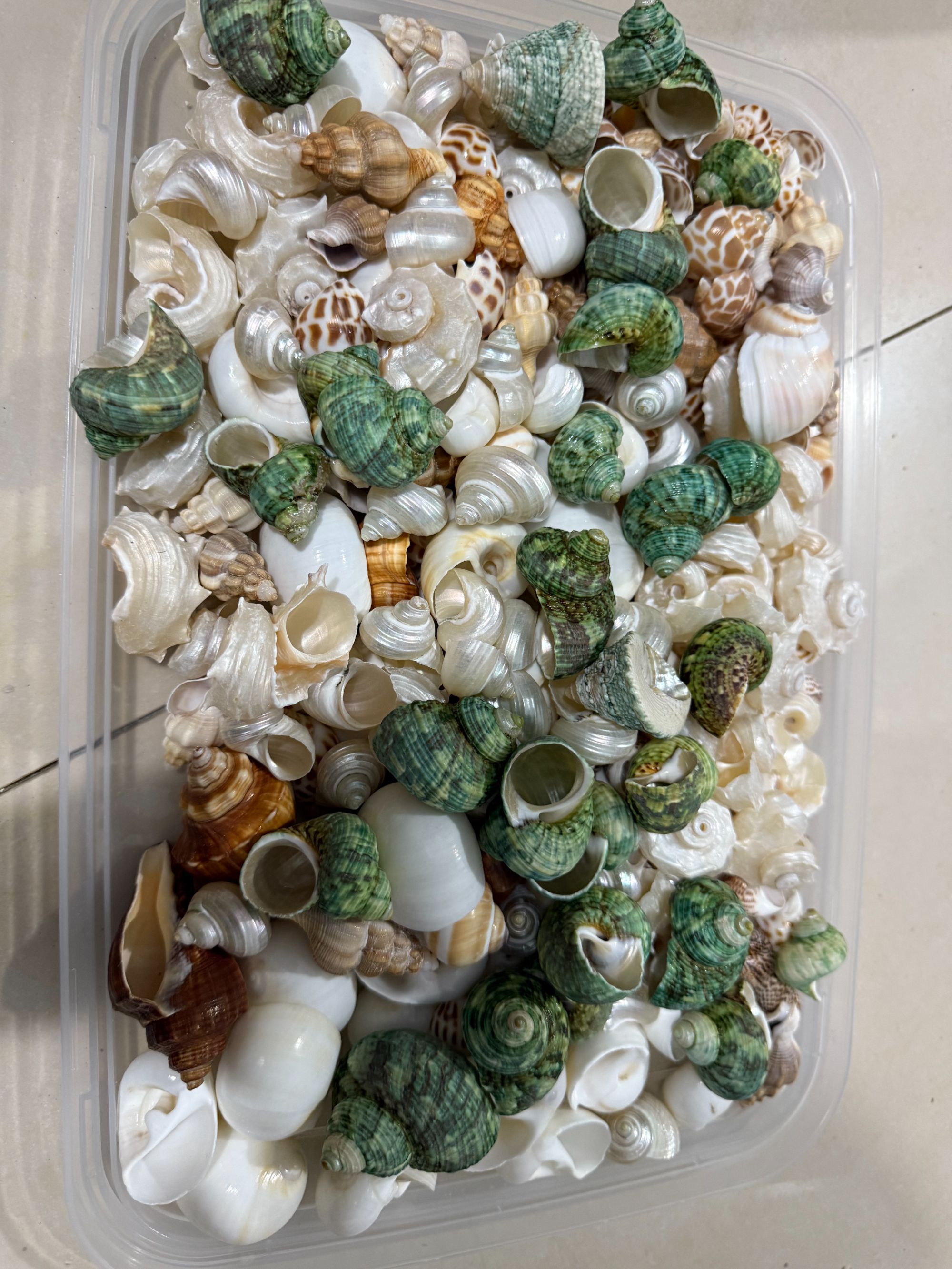 天然海螺贝壳用于寄居蟹换壳及鱼缸水族箱造景装饰