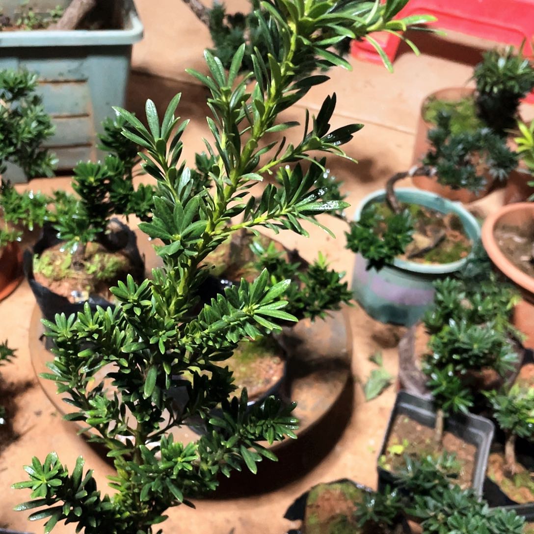 霸***总无花朵罗汉松盆景罗汉松