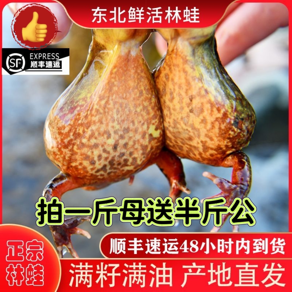 顺丰活发正宗东北鲜活黄肚林蛙活蛤蟆活雪蛤母豹子满籽满油送酱