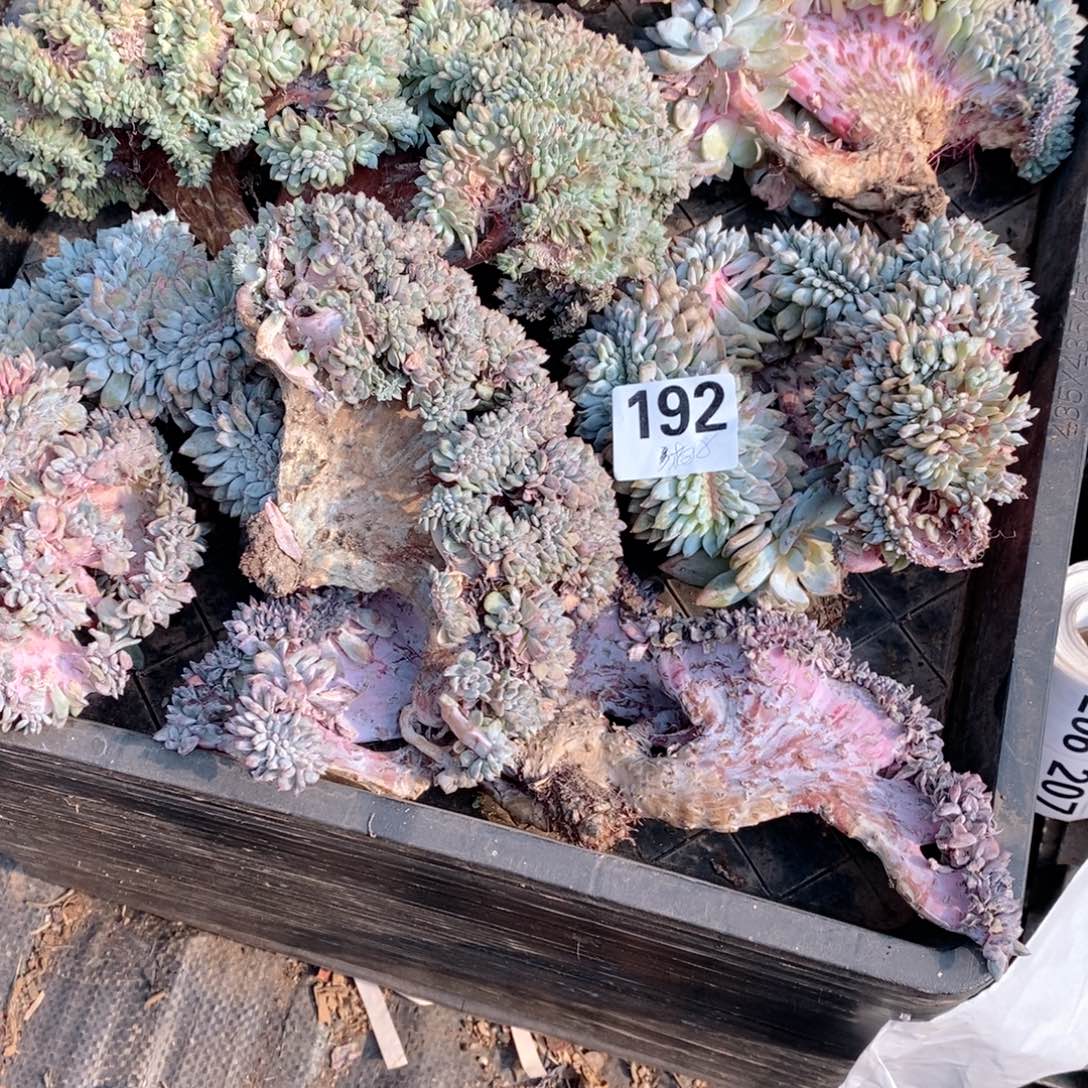 梅***舞192 破烂玩意儿丫丫