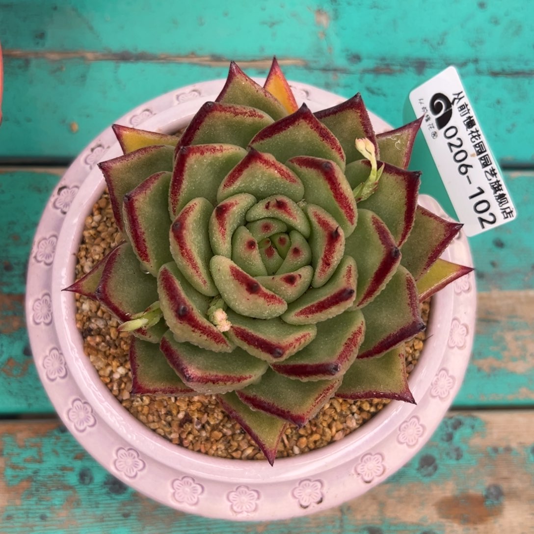 多肉一物一拍0206-102