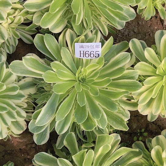 665艳凝多肉植物