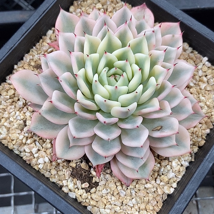 吉尔巴玫瑰锦多肉