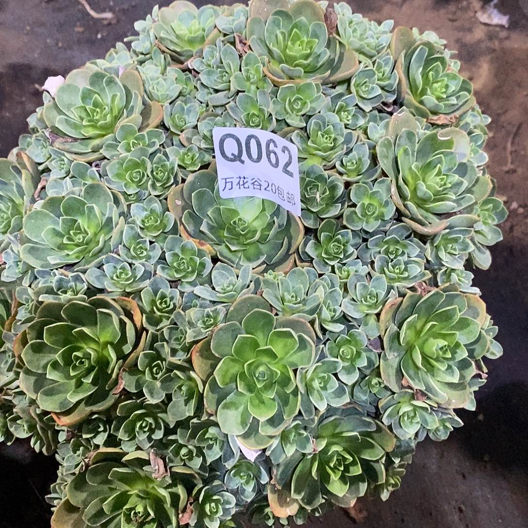 062树玫瑰多肉植物