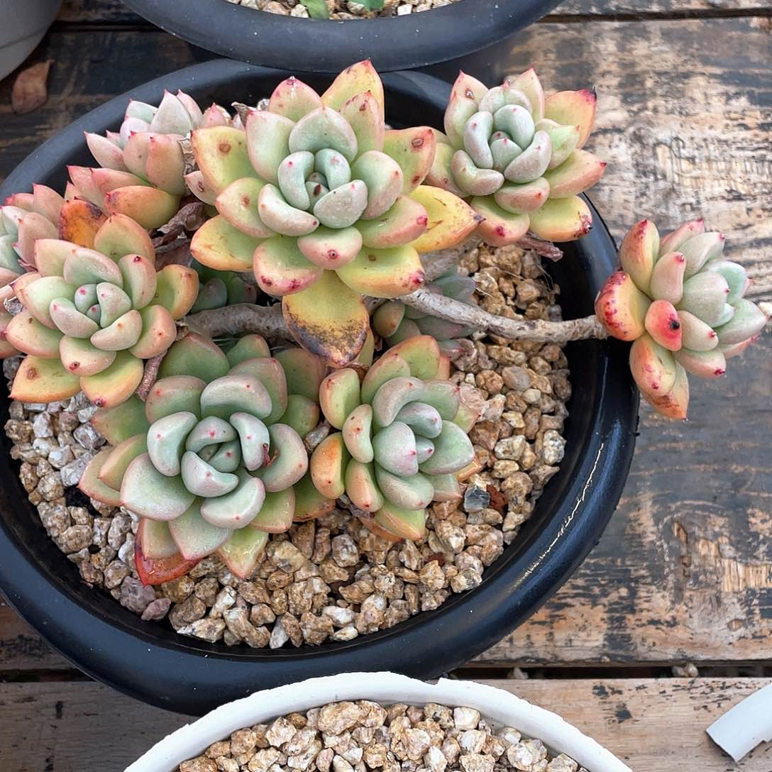 多肉植物一物一拍