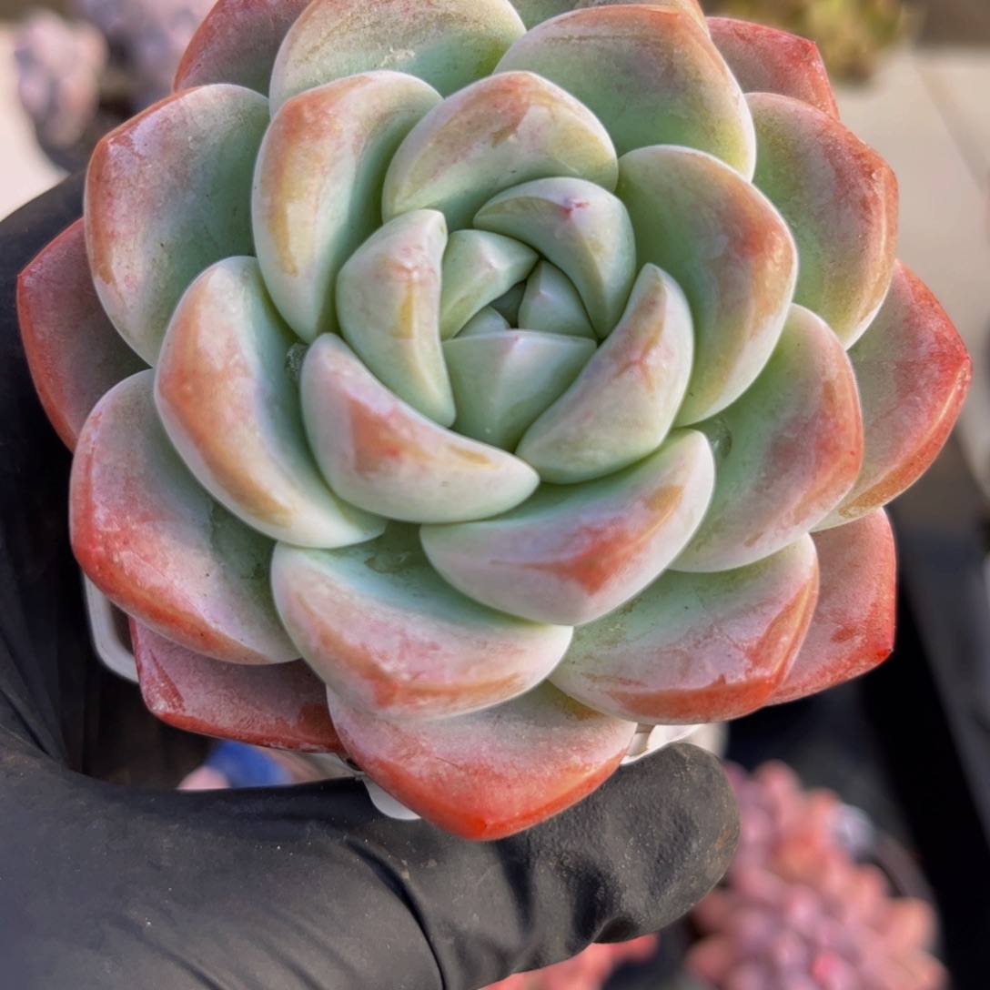 174冰玉8厘米多肉