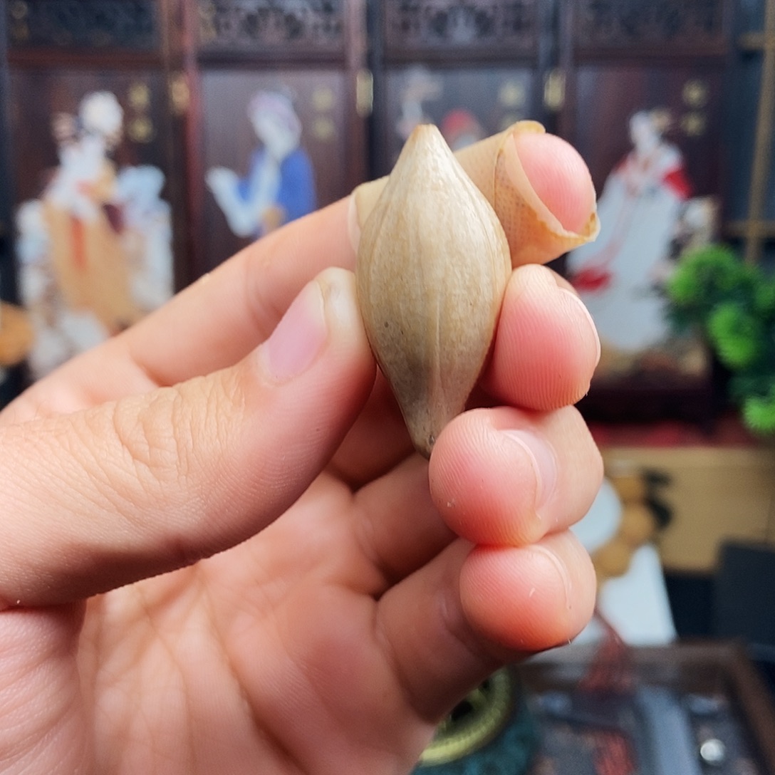 橄榄核手串/手链jjnbbnnbnnnnbnbbbbn