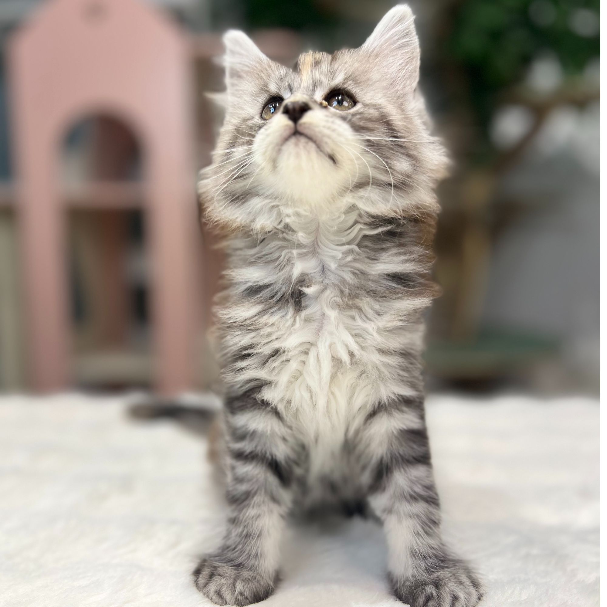 缅因猫俄系银虎赛级缅因猫舍自繁育大体纯俄系列缅因