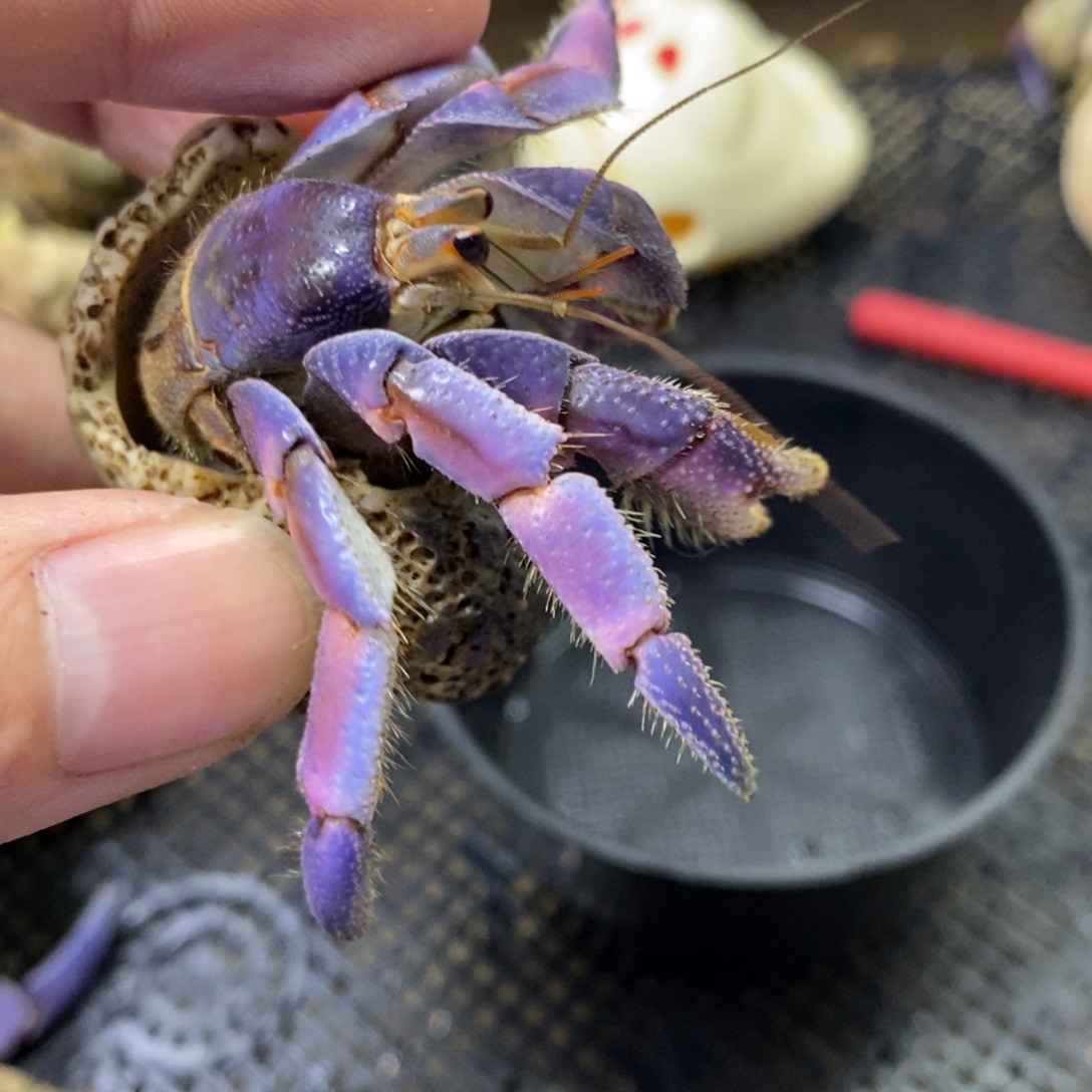 紫陆啊啊啊 吉林顺丰空运